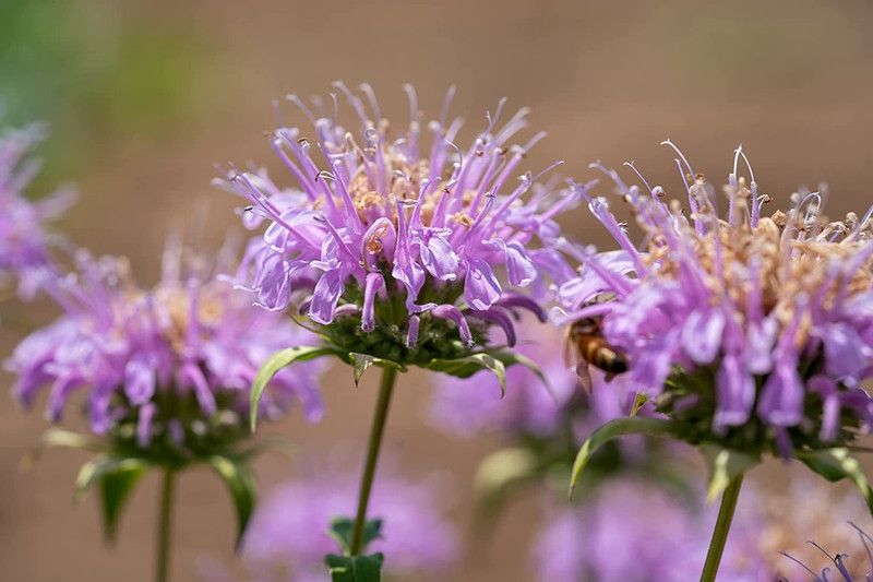 CYBEXIS VXI-2 - Lavender Bee Balm (Monarda fistulosa) - (250 Seeds) Seed  (250 per packet)
