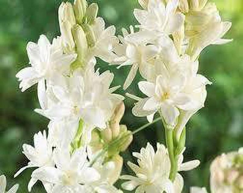 JESAA GREENS Polianthes Tuberosa (Rajnigandha) Seed  (5 per packet)