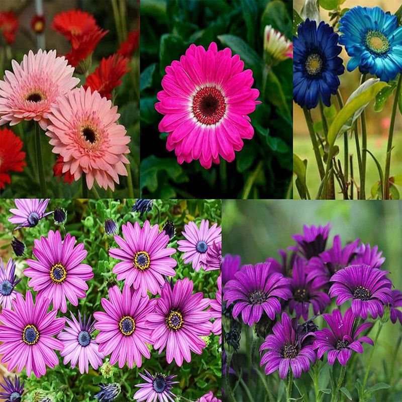 PMB Exotic cineraria Seed  (34 per packet)