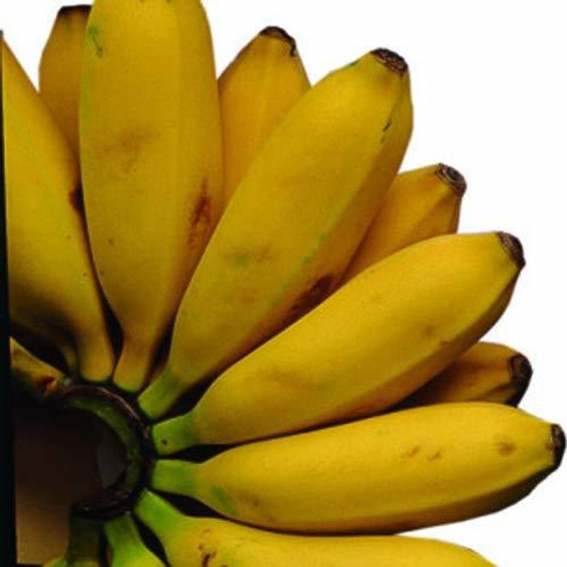 The Nursery Banana Plant  (Pack of 1)