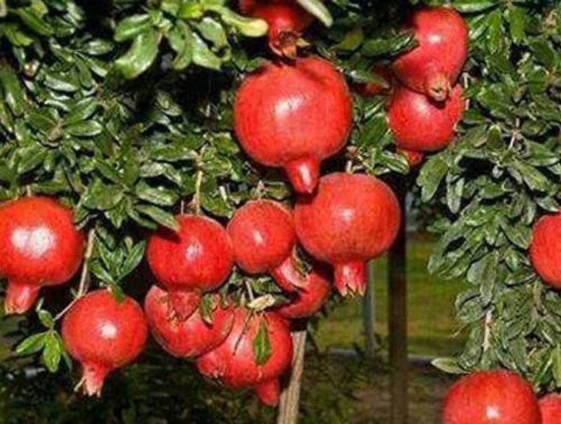 Mozette Hybrid Anaar Seed  (60 per packet)