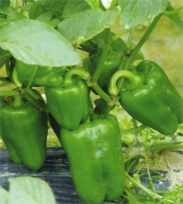 Paudha Capsium Seed  (46 per packet)