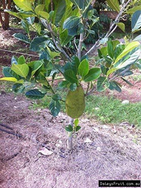 GETFLIX Jackfruit Plant  (Hybrid, Pack of 1)