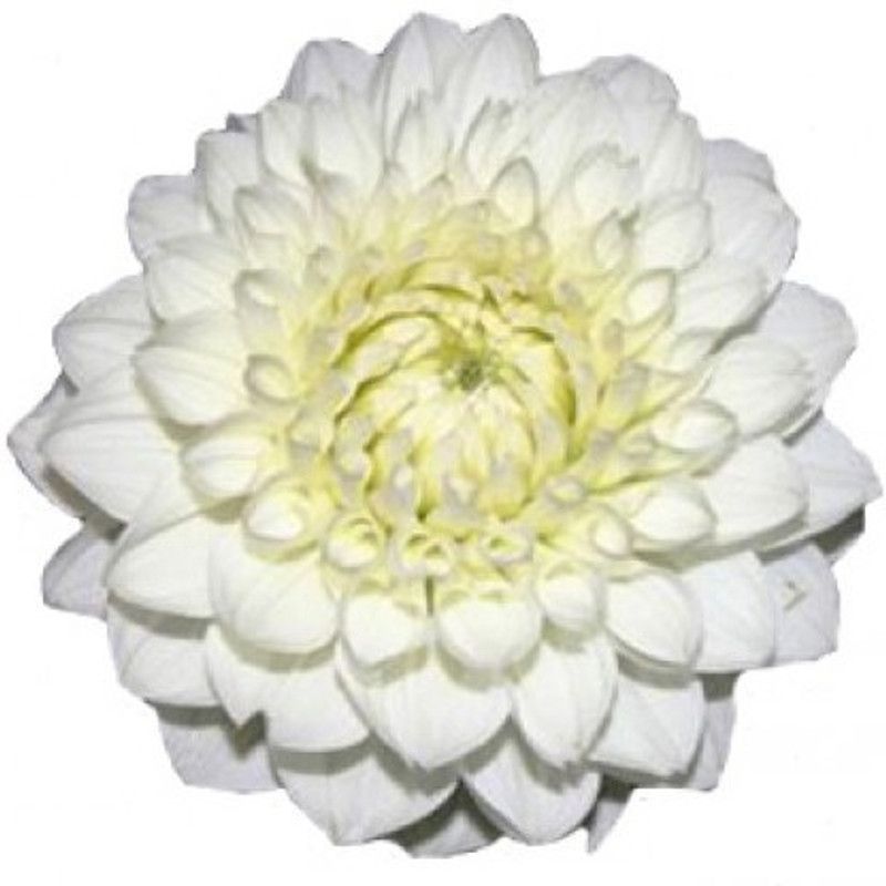 XOLDA Hybrid Chrysanthemum White Seed  (64 per packet)