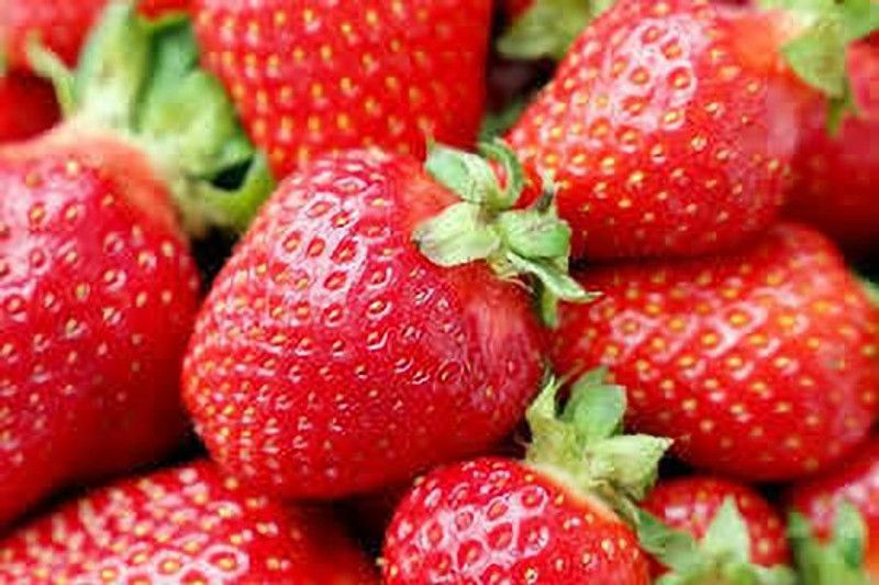 XOLDAA XOLDAA F1quality hybrid strawberry seeds Seed  (60 per packet)