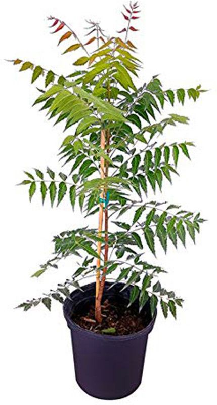 Zomoloco Neem Plant  (Hybrid, Pack of 1)