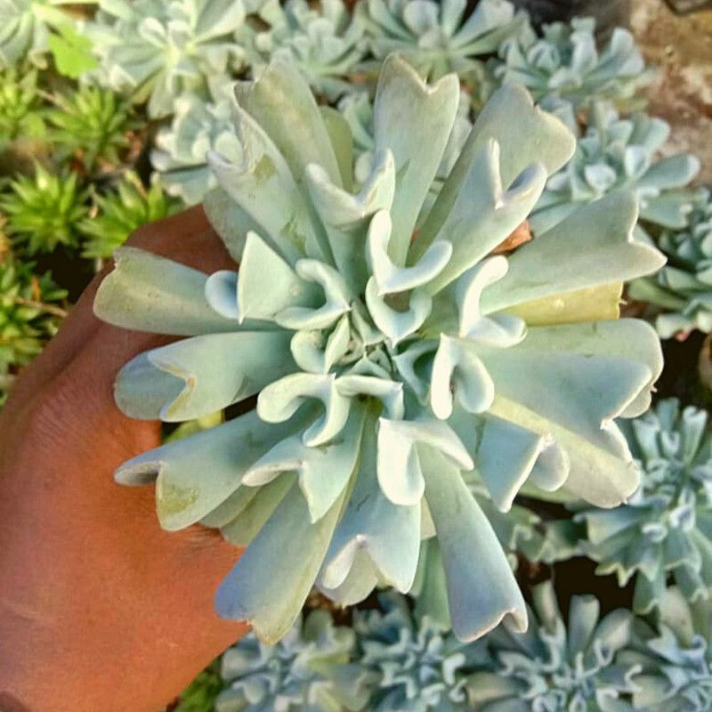 The Himalyanroots Echeveria Plant  (Hybrid, Pack of 1)
