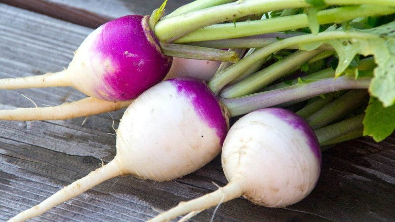 Nodoc Turnip Seed  (31 per packet)