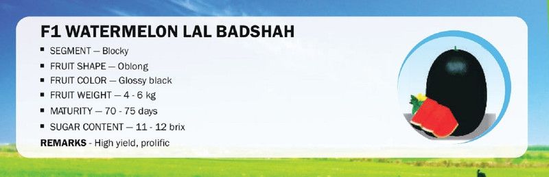 VibeX F1 WATERMELON LAL BADSHAH(1000 Seeds) Seed  (1000 per packet)