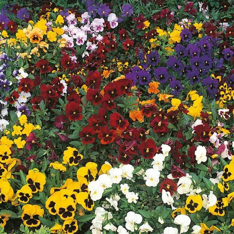 Mozette Exotic viola Seed  (27 per packet)