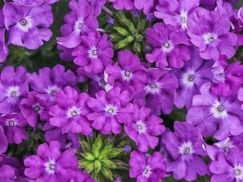 XOLDA Verbena flower Seed  (21 per packet)
