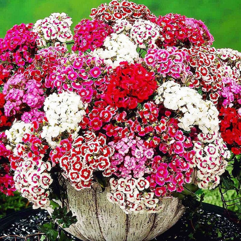 XOLDA Sweet william Seed  (91 per packet)