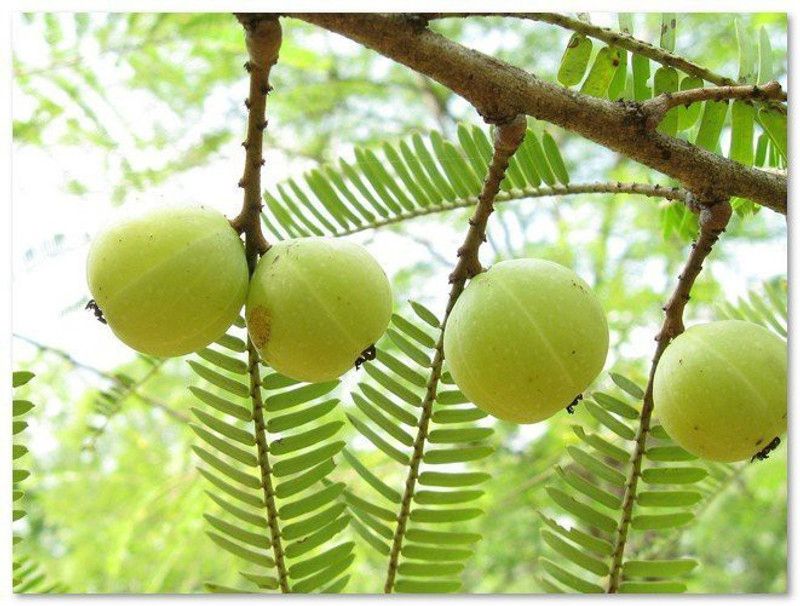 PLANTZON Amla Plant Seed  (15 per packet)
