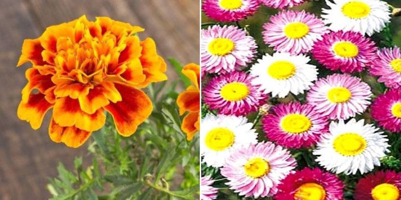 dreamseawaves Marigold African&Acroclinium Seed  (20 per packet)