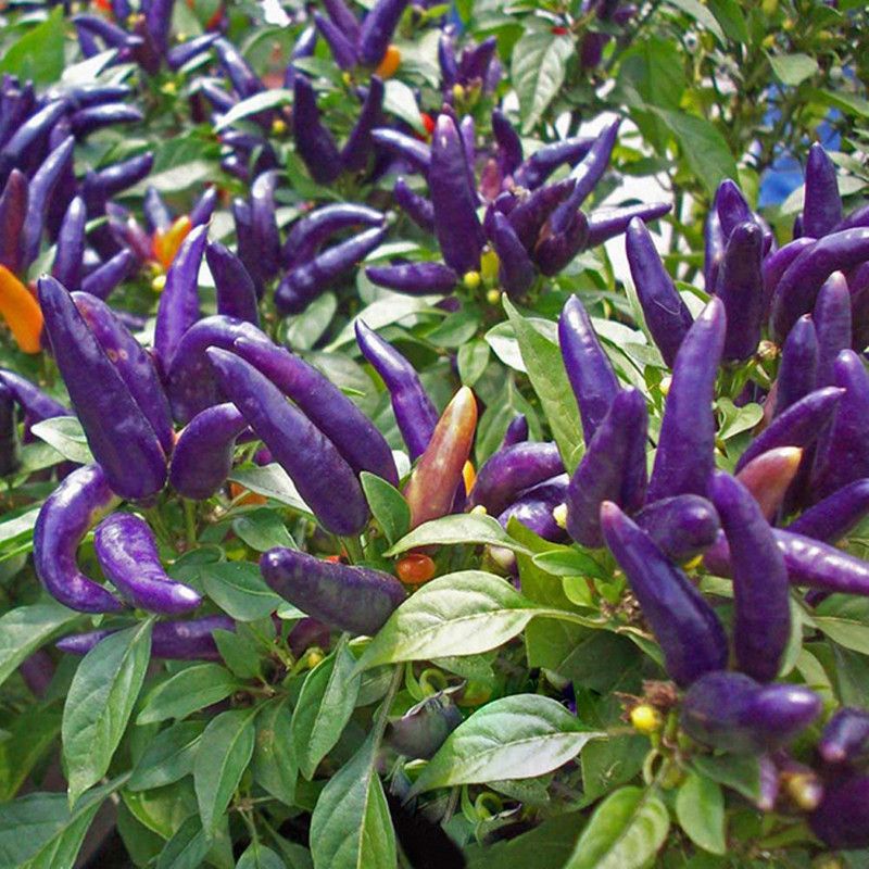 Redoak Dark Purple Hot Pepper Seeds - 50Pcs Seed  (50 per packet)