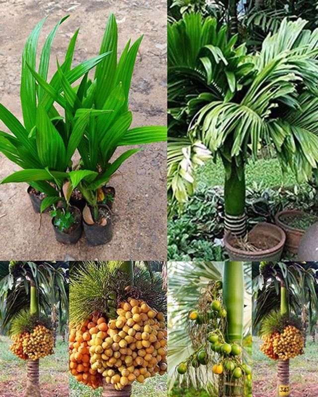 Trothic Betel Nut/Supari Plant  (Hybrid, Pack of 1)