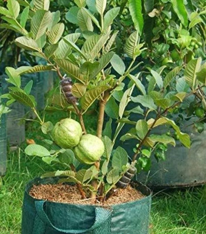 Blue Universe Guava Plant  (Hybrid, Pack of 1)