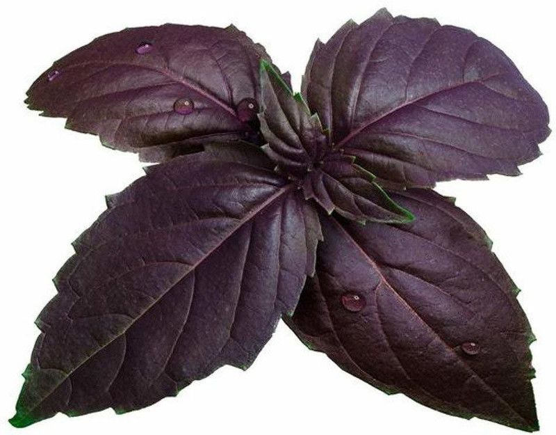 XOLDA Hybrid Basil Purple Seed  (54 per packet)