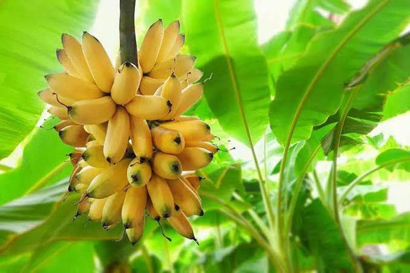 alive hub Banana Plant  (Hybrid, Pack of 1)