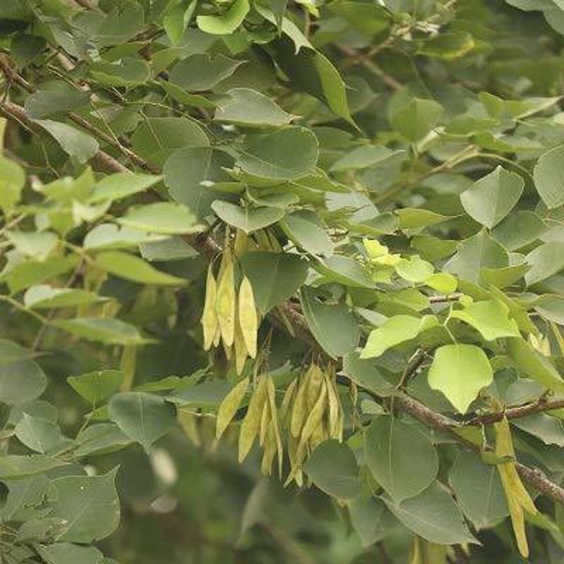 syed garden sisoo-shisham-Rose wood seed Seed  (100 g)