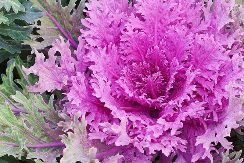 Paudha Oranamental kale Seed  (30 per packet)