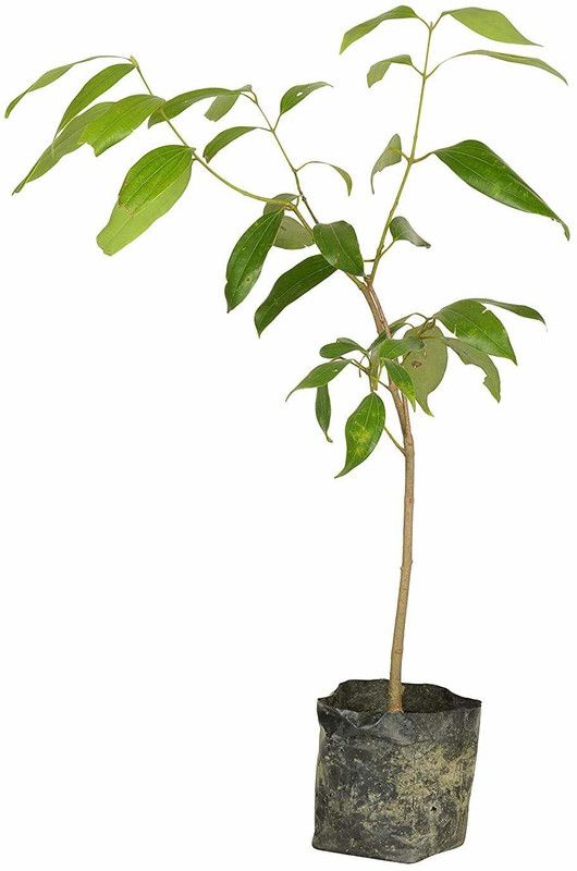 FasanGreen Bay Leaf Plant  (Hybrid, Pack of 1)