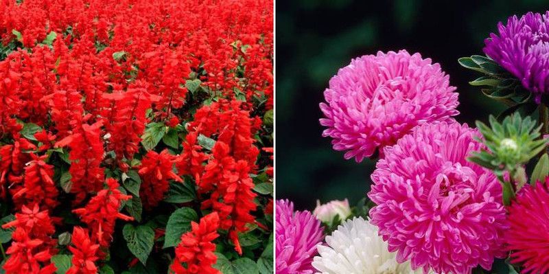 xcentax Salvia, Aster Seed  (20 per packet)