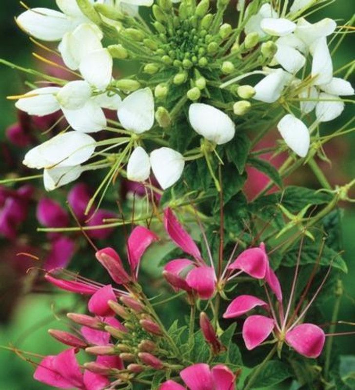Paudha Cleome spinosa mix Seed  (46 per packet)