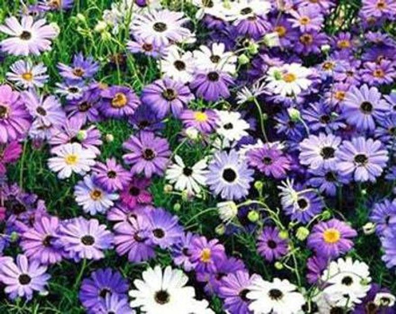Mozette Brachycome mix Seed  (52 per packet)