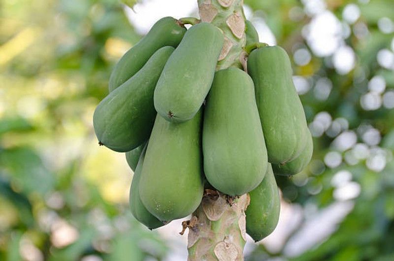 Splorias Papaya F1 Seed  (45 per packet)
