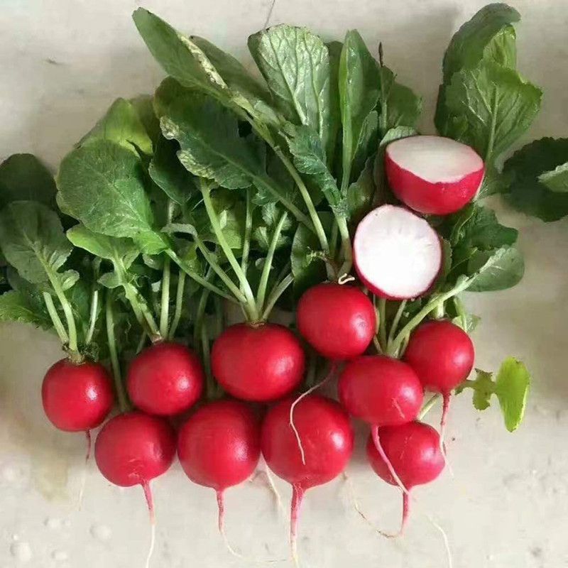 Qualtivate ® Heirloom Red Cherry Radsish Seeds Seed  (500 per packet)