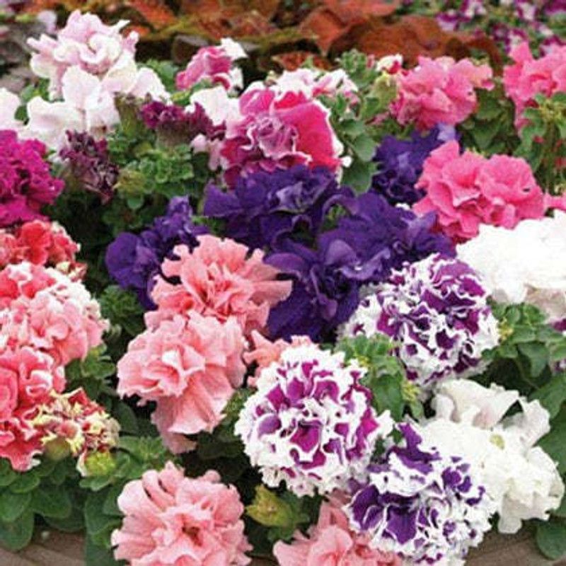 XOLDA Exotic Petunia Double Mix Seed  (67 per packet)