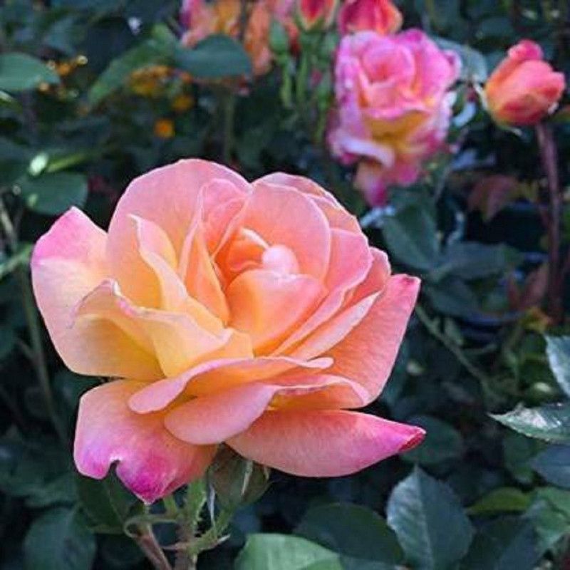 Zomoloco Rose Plant  (Hybrid, Pack of 1)