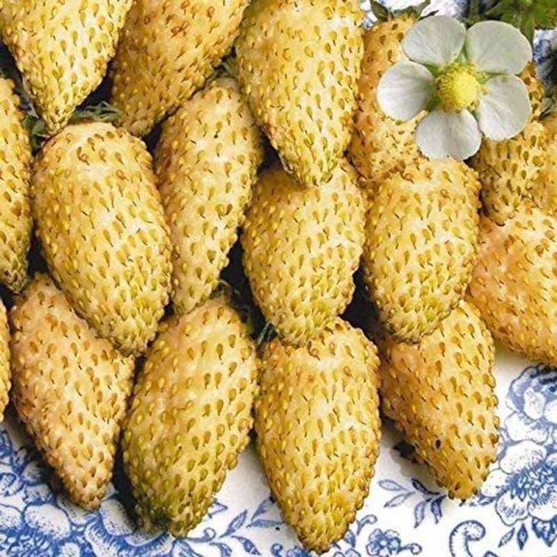 WILLVINE Fruit Strawberry Euro Yellow Miracle Aromatic from Ukraine Seed  (100 per packet)