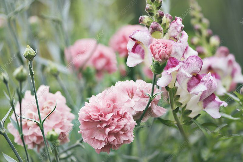 XOLDA Exotic dianthus Seed  (45 per packet)