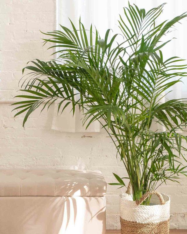 Plants Heaven Areca Palm  (Hybrid, Pack of 1)