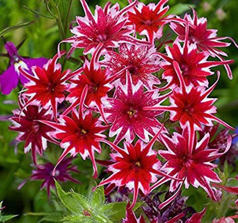 XOLDA Phlox twinkle mix Seed  (25 per packet)