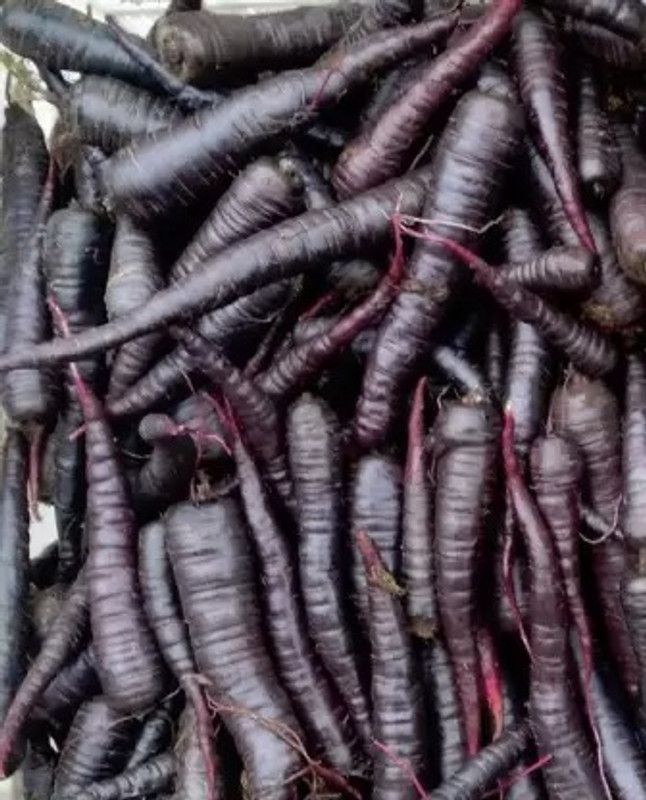 MAA Carrot Black, Gajar Seed  (73 per packet)