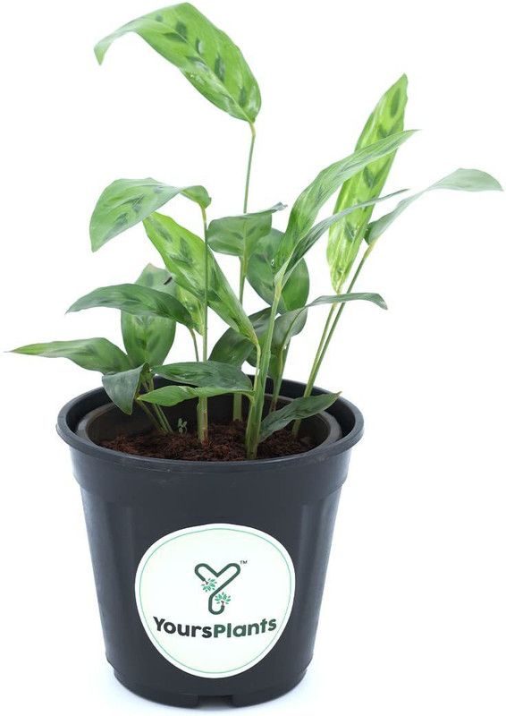 YoursPlants Calathea Leopardina Plant  (Hybrid, Pack of 1)