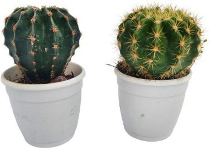 Indian Flora Barrel Cactus Plant  (Pack of 2)