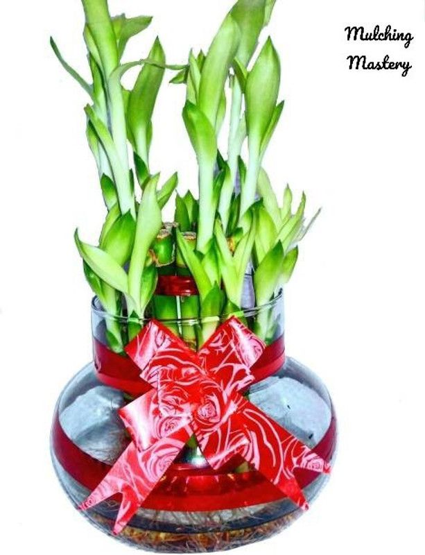 Mulching Mastery Two Layer Bamboo Plant  (Hybrid, Pack of 1)