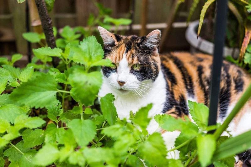 VibeX ® RXI-101 Catnip Seeds for Planting Seed  (1000 per packet)