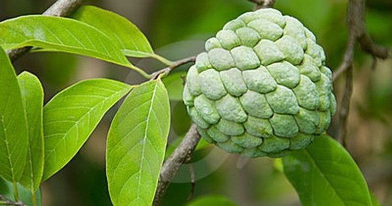 glowgreen CUSTAND APPLE Seed  (20 per packet)
