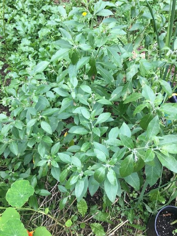 XOLDA Organic ashwagandha herb Seed  (27 per packet)