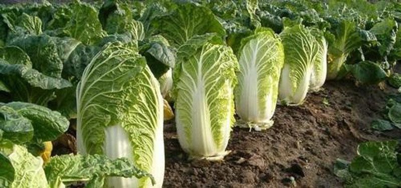 Nodoc Chinese Cabbage Seed  (48 per packet)