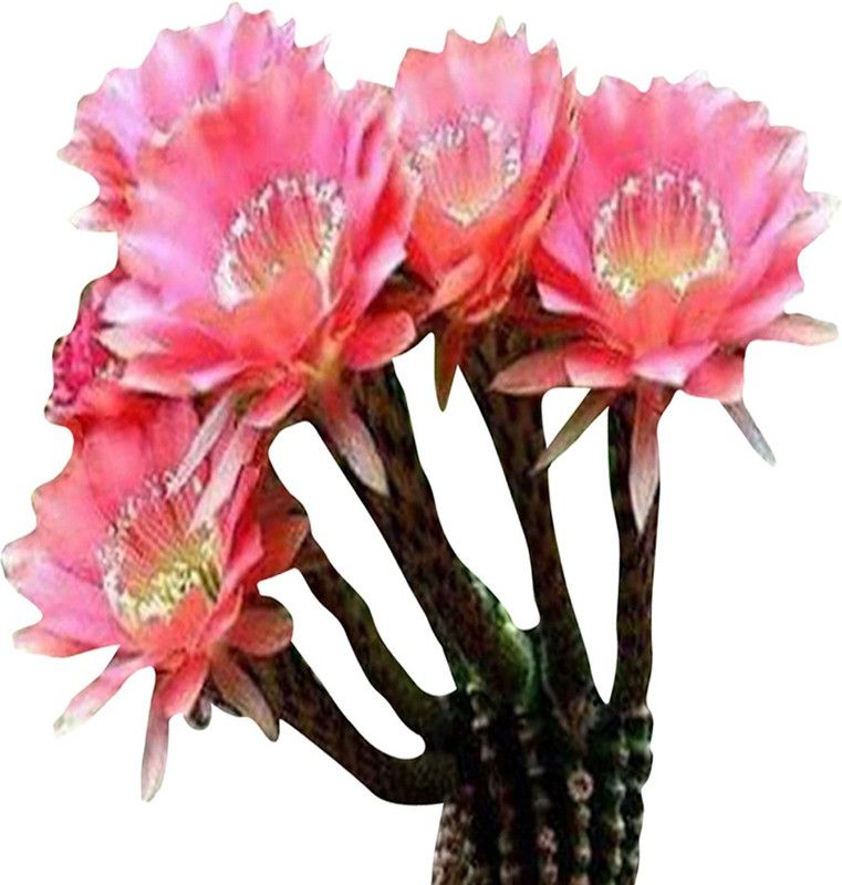 Nema Exotic Rare Succulent Cactus Rebutia Seeds-Pink-20Pcs Seed  (20 per packet)