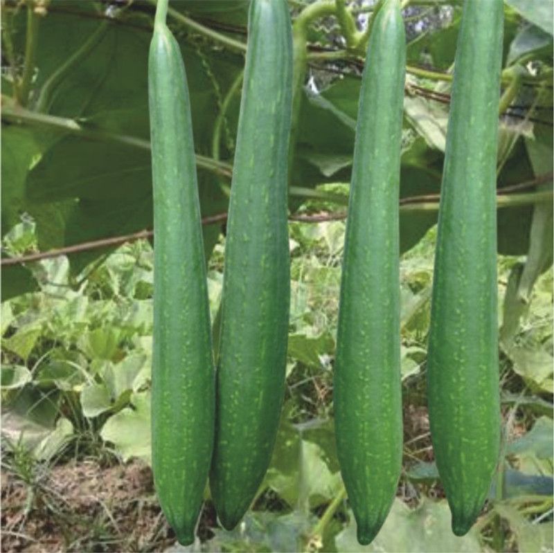 UGRA Dark Green Sponge Gourd Seed  (200 per packet)