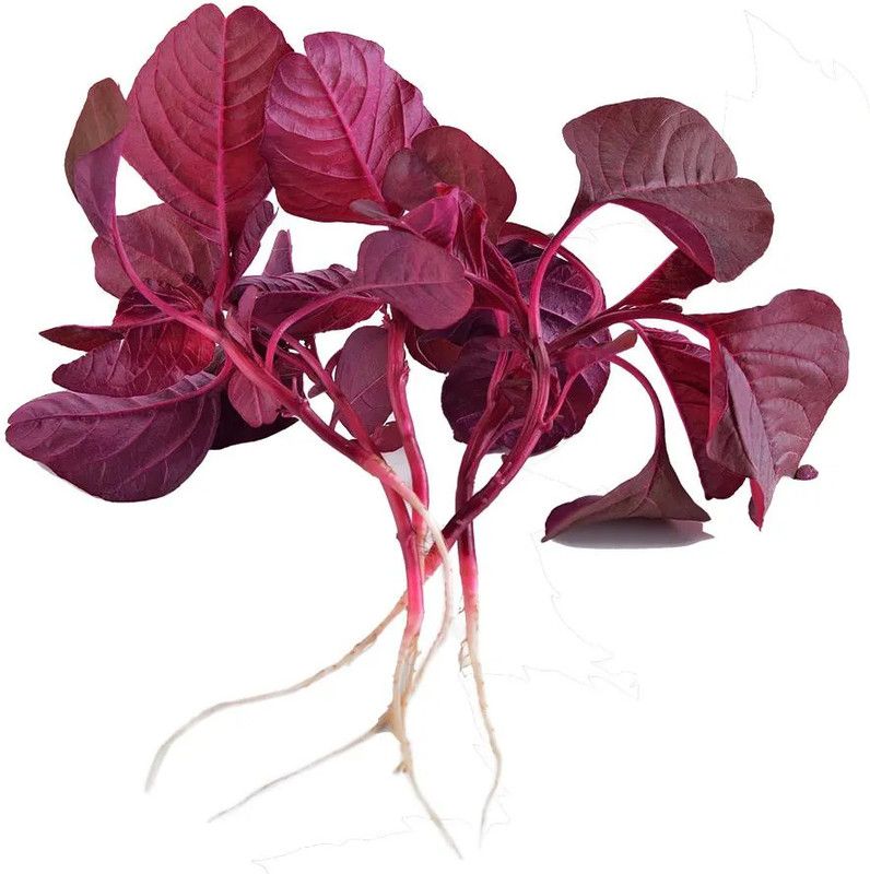 Mozette Organic red amarnthus Seed  (21 per packet)