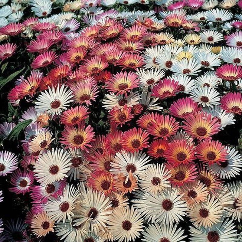 Nodoc Mesembryanthemum mix (burf) Seed  (70 per packet)