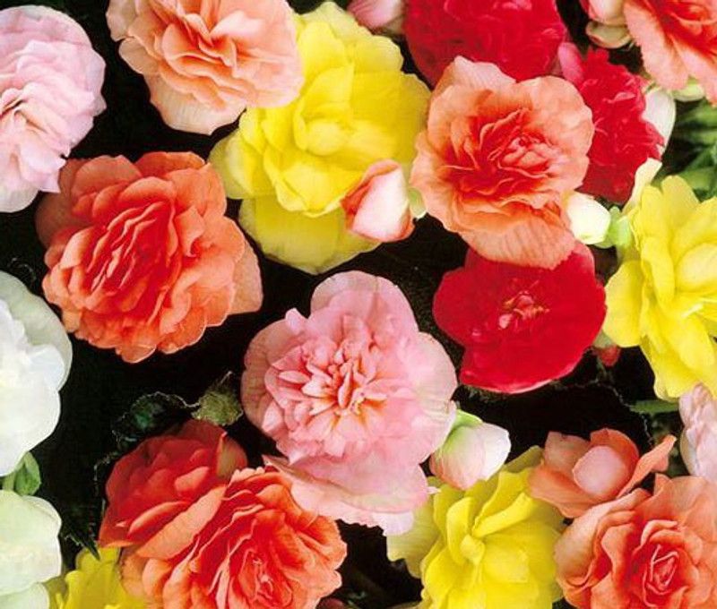 XOLDA Begonia Mix flower Seed  (18 per packet)